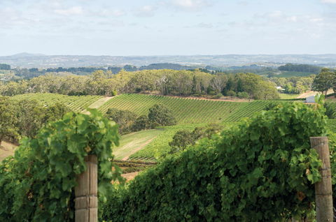Pike And Joyce Wines - Great Ocean Road Restaurant 2