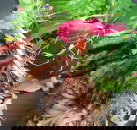 Ollie Masons Piattini Cafe - Great Ocean Road Restaurant