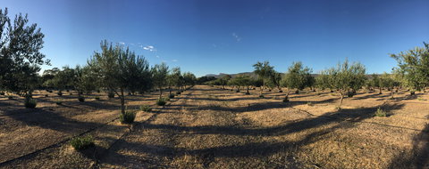 Red Rock Olives - Great Ocean Road Restaurant 1