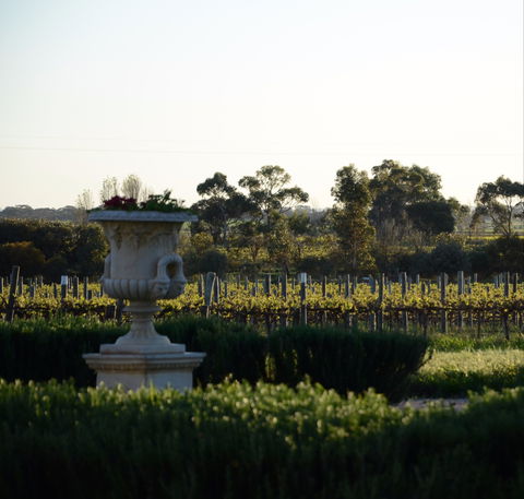 Angas Plains Wines Cellar Door - Great Ocean Road Restaurant 1