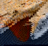 Haweli Indian - Wanneroo - Great Ocean Road Restaurant