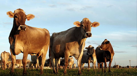 Hunter Belle Cheese - Great Ocean Road Restaurant 1