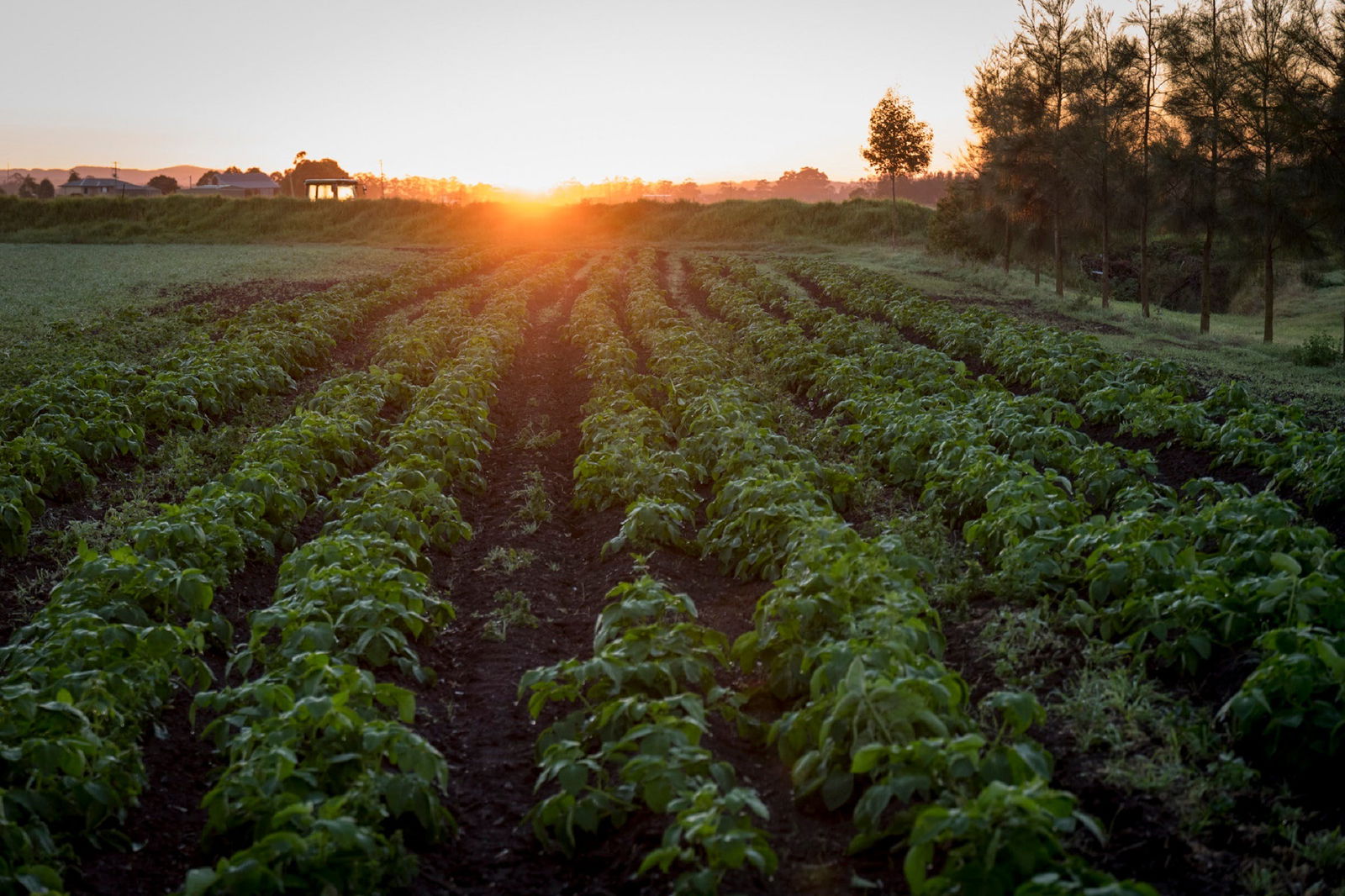 Cliftleigh NSW Great Ocean Road Restaurant