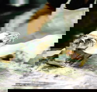 Vineyard Cafe - Great Ocean Road Restaurant