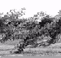 Smallfry wines cellar door - Great Ocean Road Restaurant