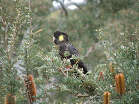 Sinclair's Gully - Great Ocean Road Restaurant 2
