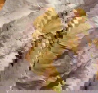 Taylors Lakes Fish  Chips - Great Ocean Road Restaurant