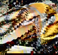 Cafe 3847 - Great Ocean Road Restaurant