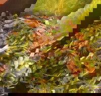 Piccolino Pizza - Great Ocean Road Restaurant