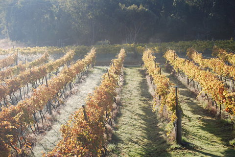 Twisted Gum Wines - Great Ocean Road Restaurant 1