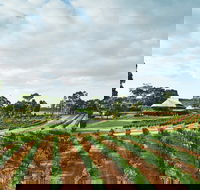 Vasse Felix Winery - Great Ocean Road Restaurant