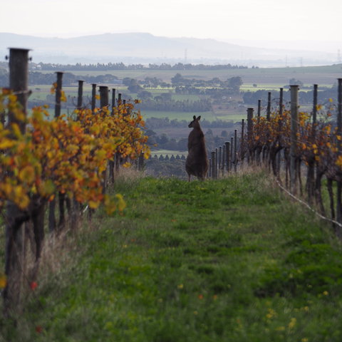 Barwon Ridge Wines - Great Ocean Road Restaurant 0