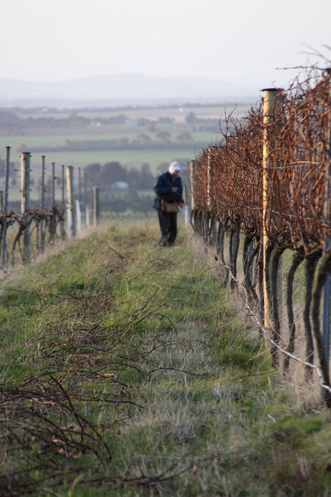 Barwon Ridge Wines - Great Ocean Road Restaurant 2