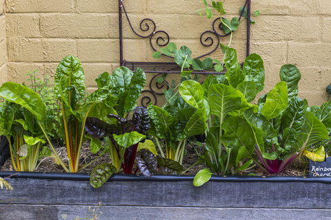 A Bite To Eat - Great Ocean Road Restaurant 1