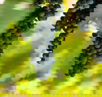 Garden  Field Wines - Great Ocean Road Restaurant