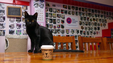 Cat Cuddle Cafe - Great Ocean Road Restaurant 0