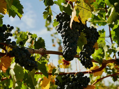 Victory Point Wines - Great Ocean Road Restaurant 2