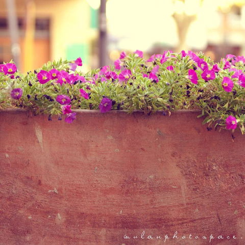 Dome - East Victoria Park - Great Ocean Road Restaurant 0