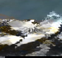 Jim Wild's Oyster Service - Great Ocean Road Restaurant