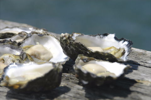 Jim Wild's Oyster Service - Great Ocean Road Restaurant 0