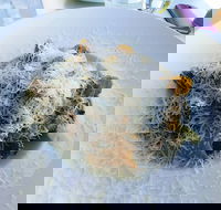 Amano Restaurant - Great Ocean Road Restaurant