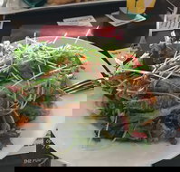 The Pub - Great Ocean Road Restaurant