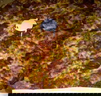 Pizza Riviera - Great Ocean Road Restaurant