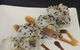 Aisuru Sushi - thumb 7