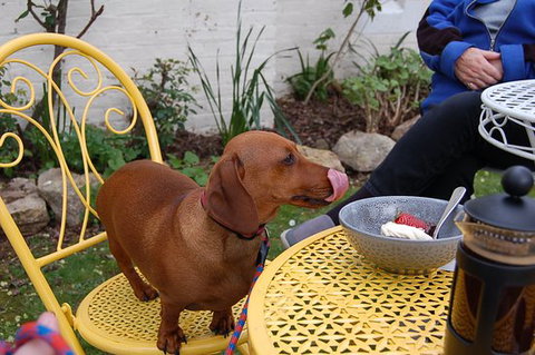 The Quilted Teapot - Great Ocean Road Restaurant 0