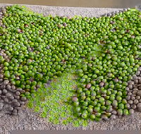 Wattle Hill Olives - Great Ocean Road Restaurant