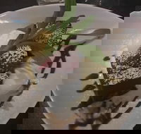 The Lookout - Great Ocean Road Restaurant