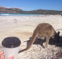 Lucky Bean - Great Ocean Road Restaurant