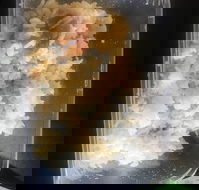 The Noodler's Noodle Bar Eaton - Great Ocean Road Restaurant