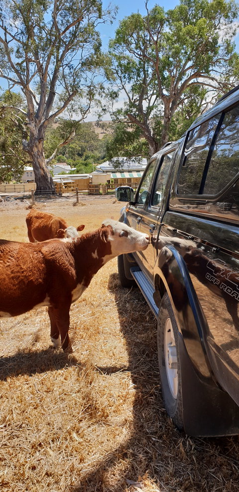 The Greenman Inn - Great Ocean Road Restaurant 2