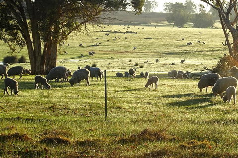 The Big Wave Rock (Private) Day Tour - Great Ocean Road Restaurant 1