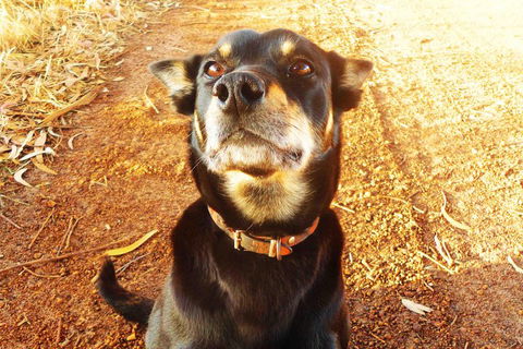 Perth Kids Explorer (Private) Day Tour - Great Ocean Road Restaurant 0