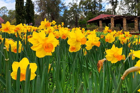 Spring Wildflower (Private) Day Tours - Great Ocean Road Restaurant 1