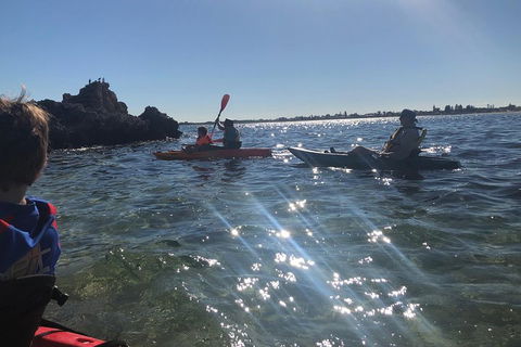 Penguin Island And Fremantle - Canoe, Chocolate & Coffee - Great Ocean Road Restaurant 1