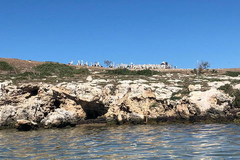 Penguin Island And Fremantle - Canoe, Chocolate & Coffee - Great Ocean Road Restaurant 5