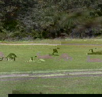 Yanchep  Lancelin - Wildlife Cave And Sands - Great Ocean Road Restaurant