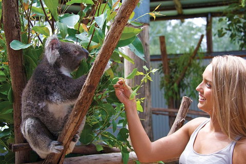 Private Guided Tour: Blue Mountains Tour From Sydney - Great Ocean Road Restaurant 5