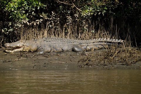5-Day Best Of Cairns With Daintree, Kuranda, And Great Barrier Reef - Great Ocean Road Restaurant 5