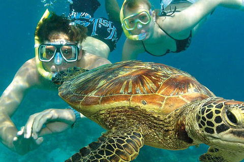 8-Day Cairns Tour: Great Barrier Reef, Kuranda, Daintree Rainforest - Great Ocean Road Restaurant 1