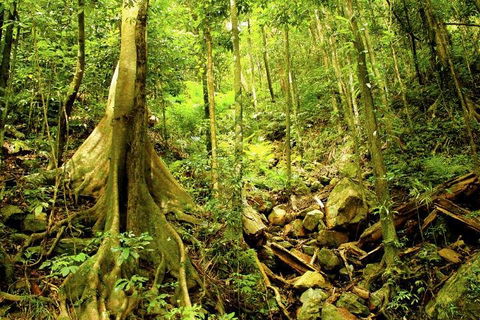 Barron Gorge And Kuranda National Park Half Day Rainforest And Waterfall 4WD Tour From Cairns - Great Ocean Road Restaurant 4