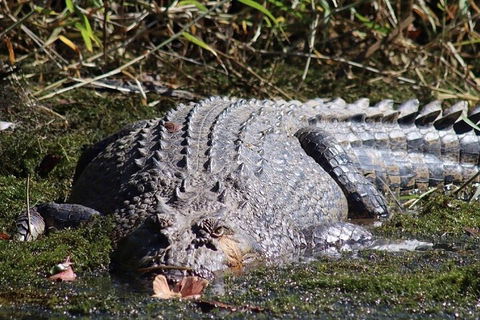 Full Day Tour In The Daintree - Great Ocean Road Restaurant 0