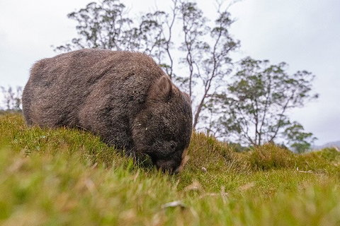 3-Day Cradle Mountain Photography Workshop - Great Ocean Road Restaurant 0