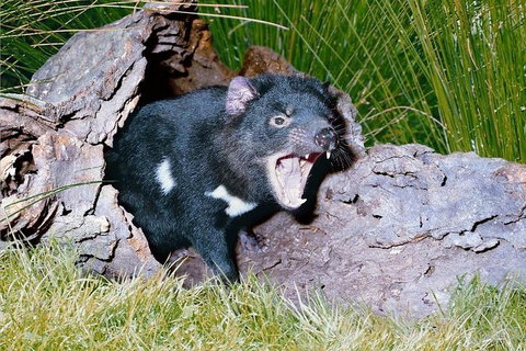 Private Blue Mountains Tour With Kangaroo And Koala Experience - Great Ocean Road Restaurant 0