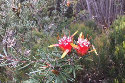 Private Blue Mountains Tour With Kangaroo And Koala Experience - Great Ocean Road Restaurant 4