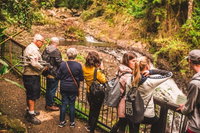 Full-day Springbrook National Park Tour from the Gold Coast, Surfers Paradise