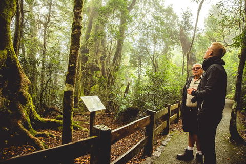 Full-day Springbrook National Park Tour From The Gold Coast - Great Ocean Road Restaurant 1